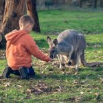 Australia wildlife watching tours