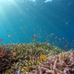 Snorkeling adventures in the Caribbean